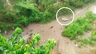 lots of lizards eating calves  feeding animals [upl. by Edgell256]