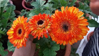 How to Grow and Care Gerbera Plant  Care of Gerbera Plant [upl. by Roer]