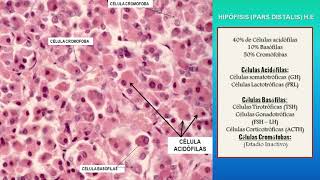 Histología del sistema endocrino  CIAH [upl. by Atnauq]