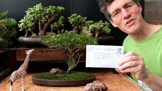 Starting an Acacia Bonsai from Seed April 2016 [upl. by Hatty]