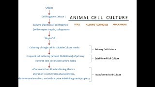 Animal Cell Culture [upl. by Haden]