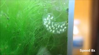 Pond Snail Eggs Time Lapse 8x [upl. by Anitahs66]