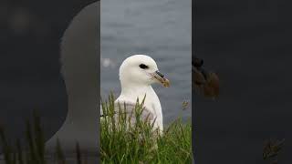 Fulmars Gross Defence Mechanism [upl. by Yevoc]