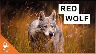 27 Types of Wolves ALL Existing Subspecies [upl. by Maximo]