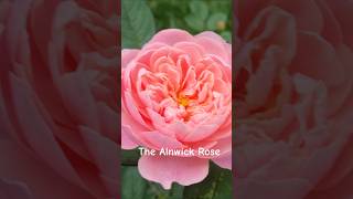 The Alnwick Rose David Austin jesienne kwitnienie 10102024 [upl. by Richers]