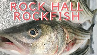 Rock Hall Rockfish StripersSolid Day [upl. by Aileme733]