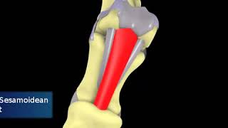 Ligamentos y tendones de la mano del equino [upl. by Nodroj]