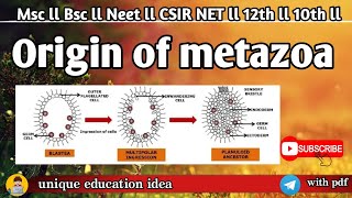 Origin of metazoa in msc zoology ll Origin of metazoa in msc zoology 1sem in hindi note ✍️msczoolog [upl. by Yecak]