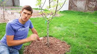 Top 3 Mistakes Made When Mulching Trees [upl. by Siddon]