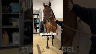 NEUER STALL FÜR VICI 🐴 [upl. by Aihsena]