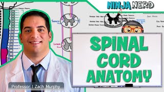 Neurology  Gross Anatomy of the Spinal Cord and Spinal Nerves [upl. by Llerruj]