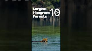 quotTop 10 Largest Mangrove Forests 🌳  Earth’s Natural Defenders  60Second Quick Tourquot shorts [upl. by Aerb]