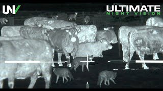 Thermal Predator Hunting  45 Coyotes Down with the IR Hunter MKIII [upl. by Lowndes742]