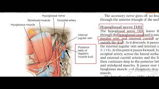 Hypoglossal nerve 8 [upl. by Stanford]