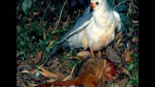 Bunya Mountains Through My Eyes  Birds of the Bunya Mountains Pt 1 [upl. by Merv]