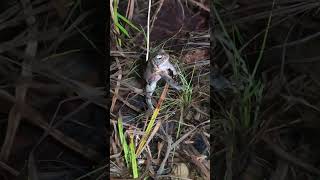 American Toad calling with eggs [upl. by Leumas]