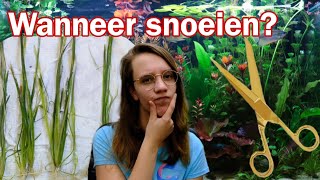 Hoe SNEL groeien planten WANNEER moet je SNOEIEN Nickey [upl. by Ellah]