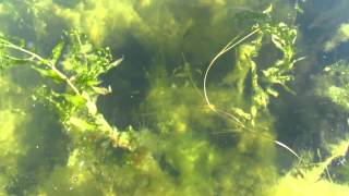 Rondeau Bay Aquatic Vegetation [upl. by Torry]