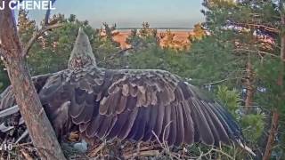 ELANG quotProses berkembang biak burung elangquot [upl. by Montague]