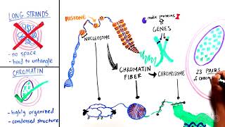 What is Chromatin [upl. by Leary389]