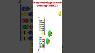 Non homologous end joining animation dnadamagerepair [upl. by Llerud495]