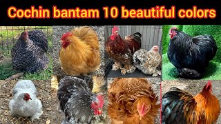 Cochin bantam chicken 10 most beautiful colors  Cochin bantam chickens breed bantam chicken price [upl. by Trevah]