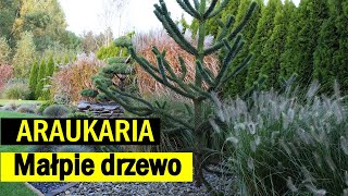 EGZOTYCZNY RARYTAS o wyjątkowym wyglądzie Poznaj zasady uprawy i aranżacji [upl. by Sitoeht439]