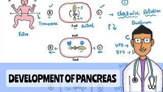 Development of Pancreas and it’s Duct [upl. by Euhsoj]