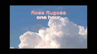 Rosa Rugosa  one hour [upl. by Materse]