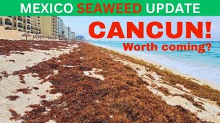 Sargassum in CANCUN HOTEL ZONE Seaweed Report  April 24 2024 seaweed sargassum mexico [upl. by Nauqat859]