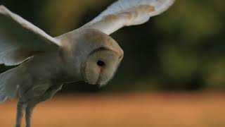 Barn owl entry to Bird Photographer Of The Year 2022 [upl. by Onitsirc]