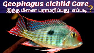 Geophagus cichlid  The Peaceful Cichlid  How to care Geophagus Fish  In Tamil  Aqua shots  AS [upl. by Eidok]