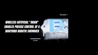 Wireless artificial “brain” enables precise control of a biohybrid robotic swimmer [upl. by Seumas]