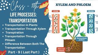 PART9TRANSPORTATION IN PLANTSCLASS10LIFE PROCESSESTRANSPORTATION checkmatescience5943 [upl. by Amoreta420]