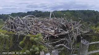 Poole Harbour Osprey Nest Site 2 [upl. by Evita]