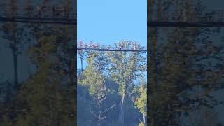 Gatlinburg SkyBridge travel gatlinburgtennessee [upl. by Amberly]