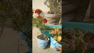 Tips for new plant care🤗 care tips new plantsplants [upl. by Winshell]