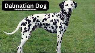 Essential Facts Every Dalmatian Owner Should Know [upl. by Docila652]