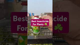 Best Insecticide For Plants ☘️ [upl. by Salomie810]