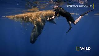 Ocean Giants  Secrets of the Whales  National Geographic MENA [upl. by Melan]