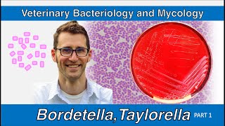 Bordetella and Taylorella Part 1  Veterinary Bacteriology and Mycology [upl. by Anchie]