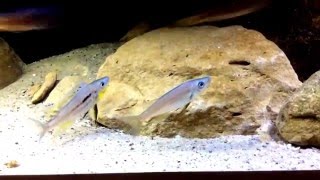 Benthochromis Males [upl. by Burtie]