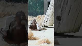 Orangutan Kendari Funnily Playing with Papershortsfunnyvideoorangutansfunnyanimalzoo [upl. by Dedric]