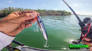 PESCA de PARGOS con PASEANTE y a media agua en el manglar [upl. by Htebasil]