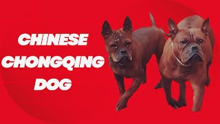 Trailer Chinese Chongqing Dog [upl. by Kristoforo]