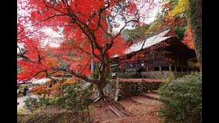 JG8K 兵庫 大国寺の秋重文 HyogoDaikokuji in AutumnCultural Property [upl. by Nathanael]