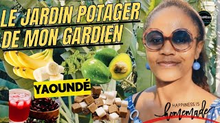 faisons le Tour du jardin potager visite des essences comestibles fruits et légumes africaines [upl. by Aneehsit]