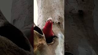 Wild Galah shorts birds wildlife [upl. by Peirce]