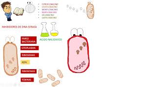 Antibioticos QUINOLONAS [upl. by Haon]