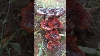 Lichens in nacher NATURELOVERS❣️❣️subscribe 👍👍👍 [upl. by Martinsen]